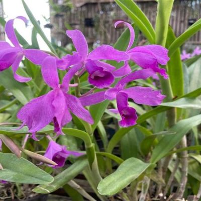 CATTLEYA bowringiana