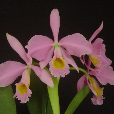 CATTLEYA eldorado var concolor