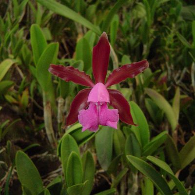 CATTLEYA elongata