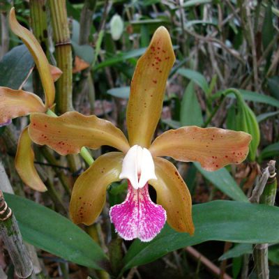 CATTLEYA granulosa