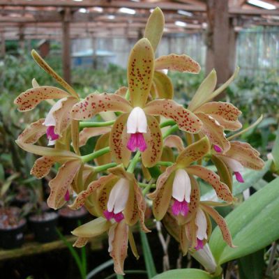 CATTLEYA guttata