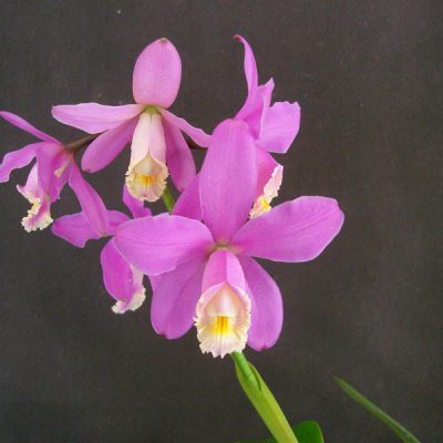 CATTLEYA harrisoniae