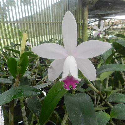 CATTLEYA intermedia