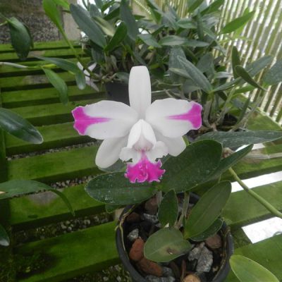 CATTLEYA intermedia var flammea