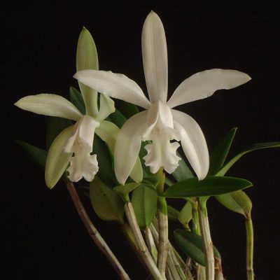 CATTLEYA intermedia var. alba