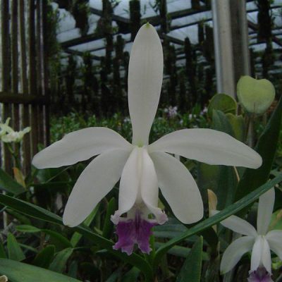 CATTLEYA intermedia var caerulea