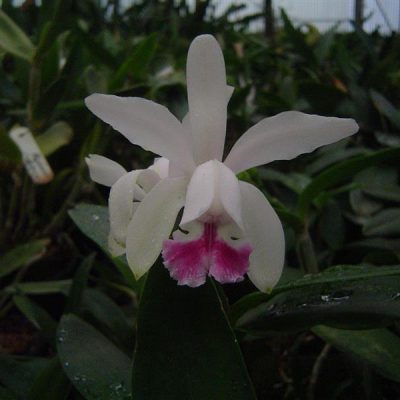 CATTLEYA intermedia var. vinicolor