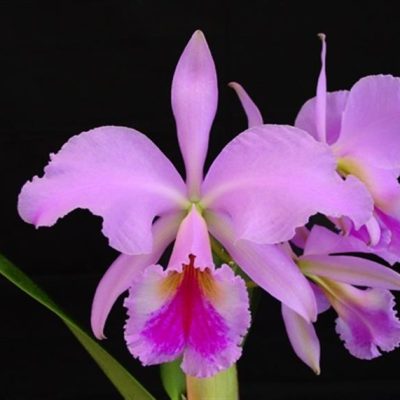 CATTLEYA jenmannii