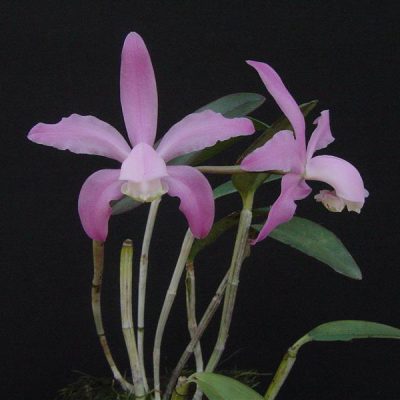 CATTLEYA kerri