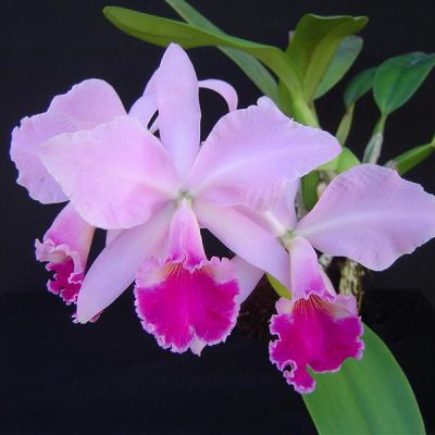 CATTLEYA labiata