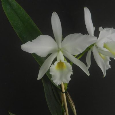 CATTLEYA labiata var. alba