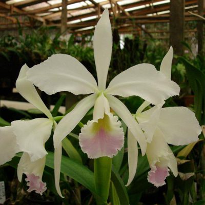 CATTLEYA labiata var amoena