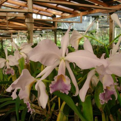 CATTLEYA labiata var caerulescens