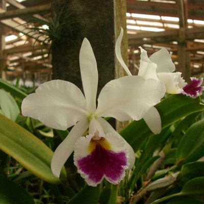 CATTLEYA labiata var semi-alba