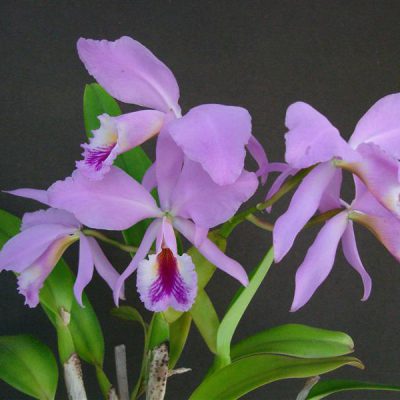CATTLEYA labiata var venosa
