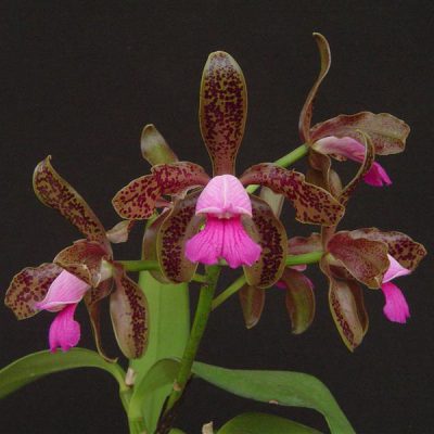 CATTLEYA leopoldii