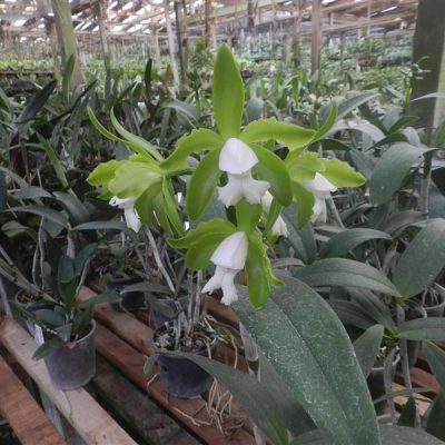 CATTLEYA leopoldii var albina