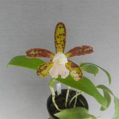 CATTLEYA leopoldii cetro de esperalda