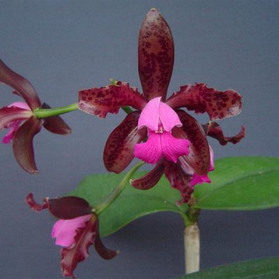 CATTLEYA leopoldii var. purpurea