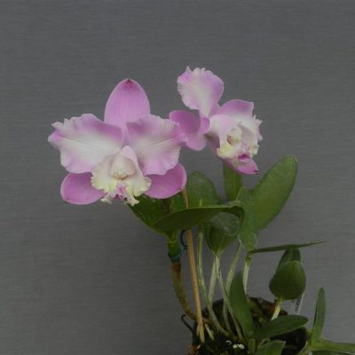 CATTLEYA loddigesii var. aquini