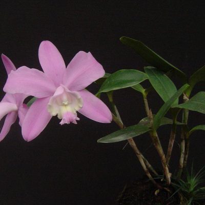 CATTLEYA loddigesii