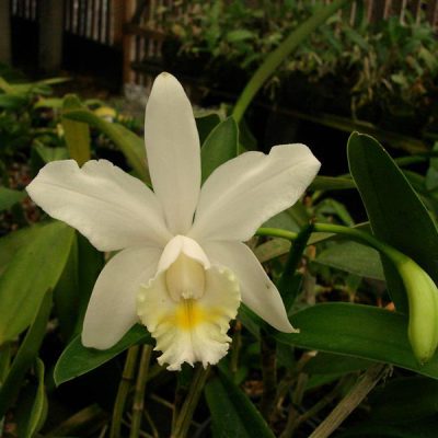 CATTLEYA loddigesii var alba