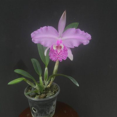 CATTLEYA lueddemanniana