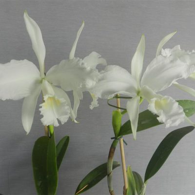 CATTLEYA lueddemanniana var. alba