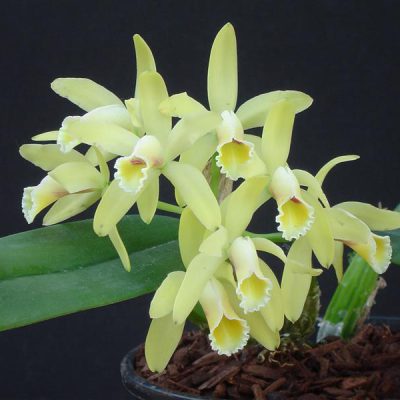 CATTLEYA luteola