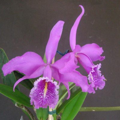 CATTLEYA maxima