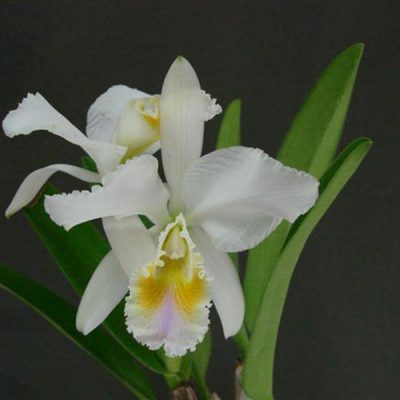 CATTLEYA mossiae var amoena