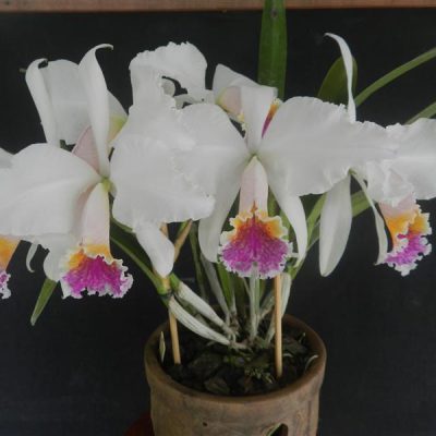 CATTLEYA mossiae
