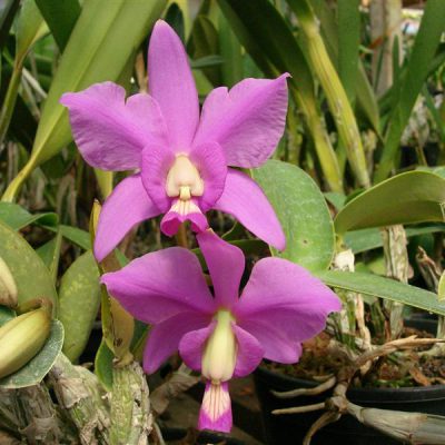 CATTLEYA nobilior