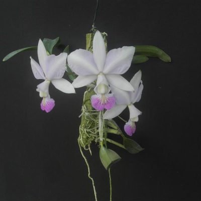 CATTLEYA nobilior suave