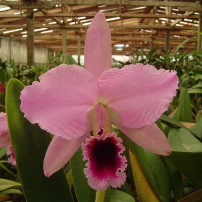 CATTLEYA percivalliana