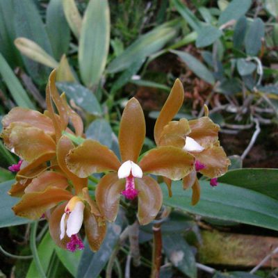 CATTLEYA porphyroglossa
