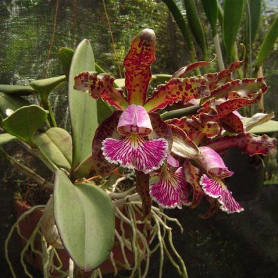 CATTLEYA schilleriana