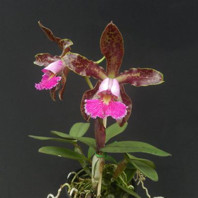 Cattleya schilleriana escura boa forma