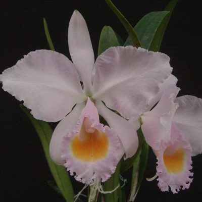 CATTLEYA schroederae
