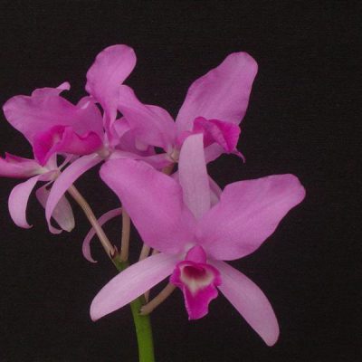 CATTLEYA skinneri