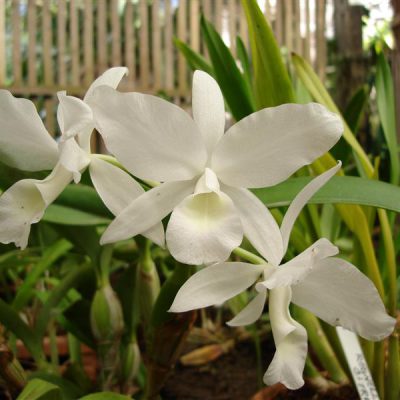 CATTLEYA skinneri var alba