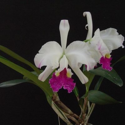 CATTLEYA lueddemanniana var. semi-alba