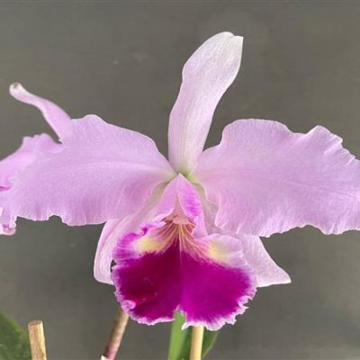 CATTLEYA trianae