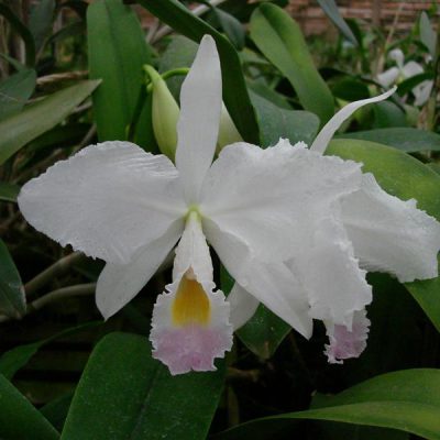CATTLEYA trianae var. amesiana