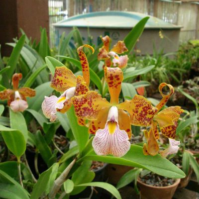 CATTLEYA velutina