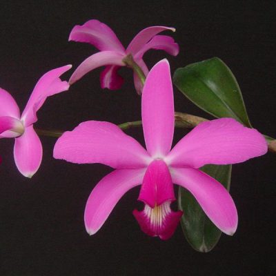 CATTLEYA violacea