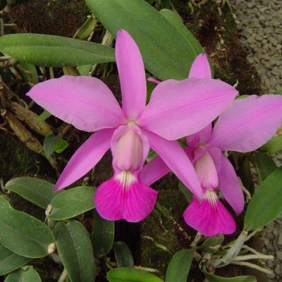 CATTLEYA walkeriana