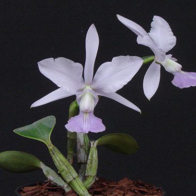 CATTLEYA walkeriana var caerulea