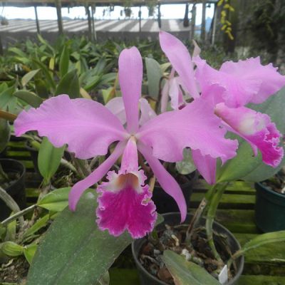 CATTLEYA warneri