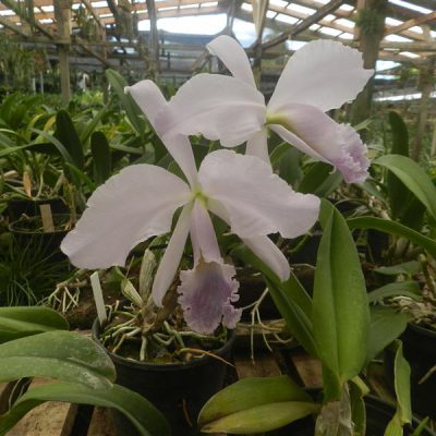 CATTLEYA warneri var caerulea